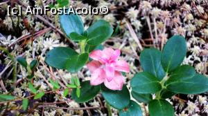 [P15] Merișor și floare de merișor » foto by Lucien
 - 
<span class="allrVoted glyphicon glyphicon-heart hidden" id="av812082"></span>
<a class="m-l-10 hidden" id="sv812082" onclick="voting_Foto_DelVot(,812082,24266)" role="button">șterge vot <span class="glyphicon glyphicon-remove"></span></a>
<a id="v9812082" class=" c-red"  onclick="voting_Foto_SetVot(812082)" role="button"><span class="glyphicon glyphicon-heart-empty"></span> <b>LIKE</b> = Votează poza</a> <img class="hidden"  id="f812082W9" src="/imagini/loader.gif" border="0" /><span class="AjErrMes hidden" id="e812082ErM"></span>