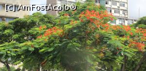 [P08] O specie de acacia ce luminează ca o speranță pe străzile dogorâte de soare.  » foto by glcitizen
 - 
<span class="allrVoted glyphicon glyphicon-heart hidden" id="av1022077"></span>
<a class="m-l-10 hidden" id="sv1022077" onclick="voting_Foto_DelVot(,1022077,24456)" role="button">șterge vot <span class="glyphicon glyphicon-remove"></span></a>
<a id="v91022077" class=" c-red"  onclick="voting_Foto_SetVot(1022077)" role="button"><span class="glyphicon glyphicon-heart-empty"></span> <b>LIKE</b> = Votează poza</a> <img class="hidden"  id="f1022077W9" src="/imagini/loader.gif" border="0" /><span class="AjErrMes hidden" id="e1022077ErM"></span>