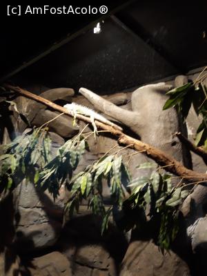[P33] reptile » foto by adrianbogdan
 - 
<span class="allrVoted glyphicon glyphicon-heart hidden" id="av1020259"></span>
<a class="m-l-10 hidden" id="sv1020259" onclick="voting_Foto_DelVot(,1020259,24461)" role="button">șterge vot <span class="glyphicon glyphicon-remove"></span></a>
<a id="v91020259" class=" c-red"  onclick="voting_Foto_SetVot(1020259)" role="button"><span class="glyphicon glyphicon-heart-empty"></span> <b>LIKE</b> = Votează poza</a> <img class="hidden"  id="f1020259W9" src="/imagini/loader.gif" border="0" /><span class="AjErrMes hidden" id="e1020259ErM"></span>