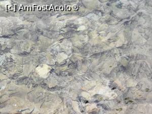 [P10] Taverna Karanasou; peștișori » foto by crismis
 - 
<span class="allrVoted glyphicon glyphicon-heart hidden" id="av1418153"></span>
<a class="m-l-10 hidden" id="sv1418153" onclick="voting_Foto_DelVot(,1418153,24481)" role="button">șterge vot <span class="glyphicon glyphicon-remove"></span></a>
<a id="v91418153" class=" c-red"  onclick="voting_Foto_SetVot(1418153)" role="button"><span class="glyphicon glyphicon-heart-empty"></span> <b>LIKE</b> = Votează poza</a> <img class="hidden"  id="f1418153W9" src="/imagini/loader.gif" border="0" /><span class="AjErrMes hidden" id="e1418153ErM"></span>