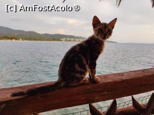 [P09] Taverna Karanasou; c&acirc;t pe ce să-mi sară-n farfurie » foto by crismis
 - 
<span class="allrVoted glyphicon glyphicon-heart hidden" id="av1418152"></span>
<a class="m-l-10 hidden" id="sv1418152" onclick="voting_Foto_DelVot(,1418152,24481)" role="button">șterge vot <span class="glyphicon glyphicon-remove"></span></a>
<a id="v91418152" class=" c-red"  onclick="voting_Foto_SetVot(1418152)" role="button"><span class="glyphicon glyphicon-heart-empty"></span> <b>LIKE</b> = Votează poza</a> <img class="hidden"  id="f1418152W9" src="/imagini/loader.gif" border="0" /><span class="AjErrMes hidden" id="e1418152ErM"></span>