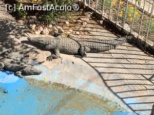 [P26] Crocodili » foto by AZE
 - 
<span class="allrVoted glyphicon glyphicon-heart hidden" id="av1417379"></span>
<a class="m-l-10 hidden" id="sv1417379" onclick="voting_Foto_DelVot(,1417379,24519)" role="button">șterge vot <span class="glyphicon glyphicon-remove"></span></a>
<a id="v91417379" class=" c-red"  onclick="voting_Foto_SetVot(1417379)" role="button"><span class="glyphicon glyphicon-heart-empty"></span> <b>LIKE</b> = Votează poza</a> <img class="hidden"  id="f1417379W9" src="/imagini/loader.gif" border="0" /><span class="AjErrMes hidden" id="e1417379ErM"></span>