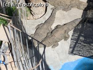 [P28] Crocodili » foto by AZE
 - 
<span class="allrVoted glyphicon glyphicon-heart hidden" id="av1417381"></span>
<a class="m-l-10 hidden" id="sv1417381" onclick="voting_Foto_DelVot(,1417381,24519)" role="button">șterge vot <span class="glyphicon glyphicon-remove"></span></a>
<a id="v91417381" class=" c-red"  onclick="voting_Foto_SetVot(1417381)" role="button"><span class="glyphicon glyphicon-heart-empty"></span> <b>LIKE</b> = Votează poza</a> <img class="hidden"  id="f1417381W9" src="/imagini/loader.gif" border="0" /><span class="AjErrMes hidden" id="e1417381ErM"></span>