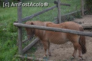 [P10] Grădina Zoologică Chişinău - ponei ce aşteapă călăreţii...  » foto by kelyboy
 - 
<span class="allrVoted glyphicon glyphicon-heart hidden" id="av1029668"></span>
<a class="m-l-10 hidden" id="sv1029668" onclick="voting_Foto_DelVot(,1029668,24569)" role="button">șterge vot <span class="glyphicon glyphicon-remove"></span></a>
<a id="v91029668" class=" c-red"  onclick="voting_Foto_SetVot(1029668)" role="button"><span class="glyphicon glyphicon-heart-empty"></span> <b>LIKE</b> = Votează poza</a> <img class="hidden"  id="f1029668W9" src="/imagini/loader.gif" border="0" /><span class="AjErrMes hidden" id="e1029668ErM"></span>