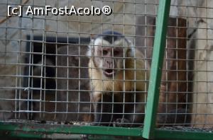 [P17] Grădina Zoologică Chişinău - cineva e supărat...  » foto by kelyboy
 - 
<span class="allrVoted glyphicon glyphicon-heart hidden" id="av1029683"></span>
<a class="m-l-10 hidden" id="sv1029683" onclick="voting_Foto_DelVot(,1029683,24569)" role="button">șterge vot <span class="glyphicon glyphicon-remove"></span></a>
<a id="v91029683" class=" c-red"  onclick="voting_Foto_SetVot(1029683)" role="button"><span class="glyphicon glyphicon-heart-empty"></span> <b>LIKE</b> = Votează poza</a> <img class="hidden"  id="f1029683W9" src="/imagini/loader.gif" border="0" /><span class="AjErrMes hidden" id="e1029683ErM"></span>