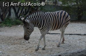 [P19] Grădina Zoologică Chişinău- una din vedete...  » foto by kelyboy
 - 
<span class="allrVoted glyphicon glyphicon-heart hidden" id="av1029687"></span>
<a class="m-l-10 hidden" id="sv1029687" onclick="voting_Foto_DelVot(,1029687,24569)" role="button">șterge vot <span class="glyphicon glyphicon-remove"></span></a>
<a id="v91029687" class=" c-red"  onclick="voting_Foto_SetVot(1029687)" role="button"><span class="glyphicon glyphicon-heart-empty"></span> <b>LIKE</b> = Votează poza</a> <img class="hidden"  id="f1029687W9" src="/imagini/loader.gif" border="0" /><span class="AjErrMes hidden" id="e1029687ErM"></span>