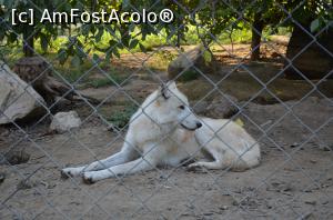 [P23] Grădina Zoologică Chişinău- lupii mamă! Am văzut lupii!  » foto by kelyboy
 - 
<span class="allrVoted glyphicon glyphicon-heart hidden" id="av1029697"></span>
<a class="m-l-10 hidden" id="sv1029697" onclick="voting_Foto_DelVot(,1029697,24569)" role="button">șterge vot <span class="glyphicon glyphicon-remove"></span></a>
<a id="v91029697" class=" c-red"  onclick="voting_Foto_SetVot(1029697)" role="button"><span class="glyphicon glyphicon-heart-empty"></span> <b>LIKE</b> = Votează poza</a> <img class="hidden"  id="f1029697W9" src="/imagini/loader.gif" border="0" /><span class="AjErrMes hidden" id="e1029697ErM"></span>
