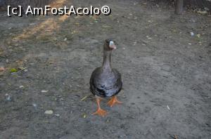 [P27] Ce papuci vrea îsta* să-i dau?  » foto by kelyboy
 - 
<span class="allrVoted glyphicon glyphicon-heart hidden" id="av1029706"></span>
<a class="m-l-10 hidden" id="sv1029706" onclick="voting_Foto_DelVot(,1029706,24569)" role="button">șterge vot <span class="glyphicon glyphicon-remove"></span></a>
<a id="v91029706" class=" c-red"  onclick="voting_Foto_SetVot(1029706)" role="button"><span class="glyphicon glyphicon-heart-empty"></span> <b>LIKE</b> = Votează poza</a> <img class="hidden"  id="f1029706W9" src="/imagini/loader.gif" border="0" /><span class="AjErrMes hidden" id="e1029706ErM"></span>