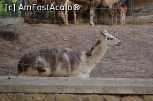 [P34] Grădina Zoologică Chişinău » foto by kelyboy
 - 
<span class="allrVoted glyphicon glyphicon-heart hidden" id="av1029719"></span>
<a class="m-l-10 hidden" id="sv1029719" onclick="voting_Foto_DelVot(,1029719,24569)" role="button">șterge vot <span class="glyphicon glyphicon-remove"></span></a>
<a id="v91029719" class=" c-red"  onclick="voting_Foto_SetVot(1029719)" role="button"><span class="glyphicon glyphicon-heart-empty"></span> <b>LIKE</b> = Votează poza</a> <img class="hidden"  id="f1029719W9" src="/imagini/loader.gif" border="0" /><span class="AjErrMes hidden" id="e1029719ErM"></span>