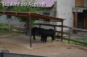 [P09] Chişinău - caii de la zoo » foto by kelyboy
 - 
<span class="allrVoted glyphicon glyphicon-heart hidden" id="av1029665"></span>
<a class="m-l-10 hidden" id="sv1029665" onclick="voting_Foto_DelVot(,1029665,24569)" role="button">șterge vot <span class="glyphicon glyphicon-remove"></span></a>
<a id="v91029665" class=" c-red"  onclick="voting_Foto_SetVot(1029665)" role="button"><span class="glyphicon glyphicon-heart-empty"></span> <b>LIKE</b> = Votează poza</a> <img class="hidden"  id="f1029665W9" src="/imagini/loader.gif" border="0" /><span class="AjErrMes hidden" id="e1029665ErM"></span>