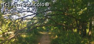 [P12] Mai mergem prin pădure. » foto by Aurici
 - 
<span class="allrVoted glyphicon glyphicon-heart hidden" id="av1172475"></span>
<a class="m-l-10 hidden" id="sv1172475" onclick="voting_Foto_DelVot(,1172475,24578)" role="button">șterge vot <span class="glyphicon glyphicon-remove"></span></a>
<a id="v91172475" class=" c-red"  onclick="voting_Foto_SetVot(1172475)" role="button"><span class="glyphicon glyphicon-heart-empty"></span> <b>LIKE</b> = Votează poza</a> <img class="hidden"  id="f1172475W9" src="/imagini/loader.gif" border="0" /><span class="AjErrMes hidden" id="e1172475ErM"></span>