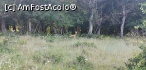 [P23] &Icirc;nt&acirc;lnire bruscă. Căprioara a fost la fel de surprinsă ca și noi. » foto by Aurici
 - 
<span class="allrVoted glyphicon glyphicon-heart hidden" id="av1172486"></span>
<a class="m-l-10 hidden" id="sv1172486" onclick="voting_Foto_DelVot(,1172486,24578)" role="button">șterge vot <span class="glyphicon glyphicon-remove"></span></a>
<a id="v91172486" class=" c-red"  onclick="voting_Foto_SetVot(1172486)" role="button"><span class="glyphicon glyphicon-heart-empty"></span> <b>LIKE</b> = Votează poza</a> <img class="hidden"  id="f1172486W9" src="/imagini/loader.gif" border="0" /><span class="AjErrMes hidden" id="e1172486ErM"></span>