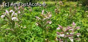 [P33] Pe Ciucarul mic o poieniță &icirc;ntreagă cu aceste flori. Dacă cineva știe denumirea lor.... » foto by Aurici
 - 
<span class="allrVoted glyphicon glyphicon-heart hidden" id="av1172496"></span>
<a class="m-l-10 hidden" id="sv1172496" onclick="voting_Foto_DelVot(,1172496,24578)" role="button">șterge vot <span class="glyphicon glyphicon-remove"></span></a>
<a id="v91172496" class=" c-red"  onclick="voting_Foto_SetVot(1172496)" role="button"><span class="glyphicon glyphicon-heart-empty"></span> <b>LIKE</b> = Votează poza</a> <img class="hidden"  id="f1172496W9" src="/imagini/loader.gif" border="0" /><span class="AjErrMes hidden" id="e1172496ErM"></span>