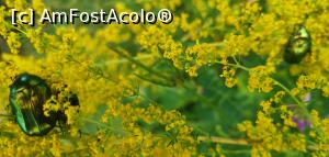 [P42] Ciucarul Mic - nu știu cum se numesc acești g&acirc;ndaci dar erau pe toate florile dintr-o poieniță. » foto by Aurici
 - 
<span class="allrVoted glyphicon glyphicon-heart hidden" id="av1172505"></span>
<a class="m-l-10 hidden" id="sv1172505" onclick="voting_Foto_DelVot(,1172505,24578)" role="button">șterge vot <span class="glyphicon glyphicon-remove"></span></a>
<a id="v91172505" class=" c-red"  onclick="voting_Foto_SetVot(1172505)" role="button"><span class="glyphicon glyphicon-heart-empty"></span> <b>LIKE</b> = Votează poza</a> <img class="hidden"  id="f1172505W9" src="/imagini/loader.gif" border="0" /><span class="AjErrMes hidden" id="e1172505ErM"></span>