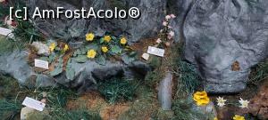 [P34] 34. Presupun că și florile astea, tot de toamnă sunt. » foto by msnd
 - 
<span class="allrVoted glyphicon glyphicon-heart hidden" id="av1275302"></span>
<a class="m-l-10 hidden" id="sv1275302" onclick="voting_Foto_DelVot(,1275302,24659)" role="button">șterge vot <span class="glyphicon glyphicon-remove"></span></a>
<a id="v91275302" class=" c-red"  onclick="voting_Foto_SetVot(1275302)" role="button"><span class="glyphicon glyphicon-heart-empty"></span> <b>LIKE</b> = Votează poza</a> <img class="hidden"  id="f1275302W9" src="/imagini/loader.gif" border="0" /><span class="AjErrMes hidden" id="e1275302ErM"></span>