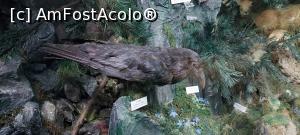 [P46] 32. Zice-se că aceasta este cea mai inteligentă pasăre din lume.

(Ar fi trebuit să fie la poziția 32, dar prima încărcare a fost ratată) » foto by msnd
 - 
<span class="allrVoted glyphicon glyphicon-heart hidden" id="av1275314"></span>
<a class="m-l-10 hidden" id="sv1275314" onclick="voting_Foto_DelVot(,1275314,24659)" role="button">șterge vot <span class="glyphicon glyphicon-remove"></span></a>
<a id="v91275314" class=" c-red"  onclick="voting_Foto_SetVot(1275314)" role="button"><span class="glyphicon glyphicon-heart-empty"></span> <b>LIKE</b> = Votează poza</a> <img class="hidden"  id="f1275314W9" src="/imagini/loader.gif" border="0" /><span class="AjErrMes hidden" id="e1275314ErM"></span>
