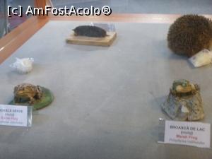 [P06] 6. Din una din vitrine ne privesc atent două broaște. » foto by msnd
 - 
<span class="allrVoted glyphicon glyphicon-heart hidden" id="av1275274"></span>
<a class="m-l-10 hidden" id="sv1275274" onclick="voting_Foto_DelVot(,1275274,24659)" role="button">șterge vot <span class="glyphicon glyphicon-remove"></span></a>
<a id="v91275274" class=" c-red"  onclick="voting_Foto_SetVot(1275274)" role="button"><span class="glyphicon glyphicon-heart-empty"></span> <b>LIKE</b> = Votează poza</a> <img class="hidden"  id="f1275274W9" src="/imagini/loader.gif" border="0" /><span class="AjErrMes hidden" id="e1275274ErM"></span>