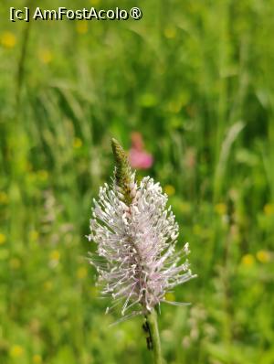 [P35] Floricele prin poiană » foto by crismis
 - 
<span class="allrVoted glyphicon glyphicon-heart hidden" id="av1390473"></span>
<a class="m-l-10 hidden" id="sv1390473" onclick="voting_Foto_DelVot(,1390473,24963)" role="button">șterge vot <span class="glyphicon glyphicon-remove"></span></a>
<a id="v91390473" class=" c-red"  onclick="voting_Foto_SetVot(1390473)" role="button"><span class="glyphicon glyphicon-heart-empty"></span> <b>LIKE</b> = Votează poza</a> <img class="hidden"  id="f1390473W9" src="/imagini/loader.gif" border="0" /><span class="AjErrMes hidden" id="e1390473ErM"></span>