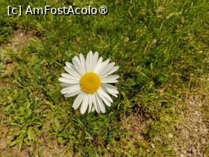 [P37] Floricele prin poiană » foto by crismis
 - 
<span class="allrVoted glyphicon glyphicon-heart hidden" id="av1390475"></span>
<a class="m-l-10 hidden" id="sv1390475" onclick="voting_Foto_DelVot(,1390475,24963)" role="button">șterge vot <span class="glyphicon glyphicon-remove"></span></a>
<a id="v91390475" class=" c-red"  onclick="voting_Foto_SetVot(1390475)" role="button"><span class="glyphicon glyphicon-heart-empty"></span> <b>LIKE</b> = Votează poza</a> <img class="hidden"  id="f1390475W9" src="/imagini/loader.gif" border="0" /><span class="AjErrMes hidden" id="e1390475ErM"></span>