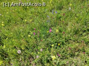 [P39] Floricele prin poiană » foto by crismis
 - 
<span class="allrVoted glyphicon glyphicon-heart hidden" id="av1390477"></span>
<a class="m-l-10 hidden" id="sv1390477" onclick="voting_Foto_DelVot(,1390477,24963)" role="button">șterge vot <span class="glyphicon glyphicon-remove"></span></a>
<a id="v91390477" class=" c-red"  onclick="voting_Foto_SetVot(1390477)" role="button"><span class="glyphicon glyphicon-heart-empty"></span> <b>LIKE</b> = Votează poza</a> <img class="hidden"  id="f1390477W9" src="/imagini/loader.gif" border="0" /><span class="AjErrMes hidden" id="e1390477ErM"></span>