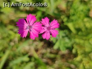 [P40] Floricele prin poiană » foto by crismis
 - 
<span class="allrVoted glyphicon glyphicon-heart hidden" id="av1390478"></span>
<a class="m-l-10 hidden" id="sv1390478" onclick="voting_Foto_DelVot(,1390478,24963)" role="button">șterge vot <span class="glyphicon glyphicon-remove"></span></a>
<a id="v91390478" class=" c-red"  onclick="voting_Foto_SetVot(1390478)" role="button"><span class="glyphicon glyphicon-heart-empty"></span> <b>LIKE</b> = Votează poza</a> <img class="hidden"  id="f1390478W9" src="/imagini/loader.gif" border="0" /><span class="AjErrMes hidden" id="e1390478ErM"></span>