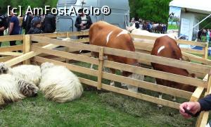 [P32] Țarcuri cu oi și vite de rasă » foto by Lucien
 - 
<span class="allrVoted glyphicon glyphicon-heart hidden" id="av733023"></span>
<a class="m-l-10 hidden" id="sv733023" onclick="voting_Foto_DelVot(,733023,24995)" role="button">șterge vot <span class="glyphicon glyphicon-remove"></span></a>
<a id="v9733023" class=" c-red"  onclick="voting_Foto_SetVot(733023)" role="button"><span class="glyphicon glyphicon-heart-empty"></span> <b>LIKE</b> = Votează poza</a> <img class="hidden"  id="f733023W9" src="/imagini/loader.gif" border="0" /><span class="AjErrMes hidden" id="e733023ErM"></span>