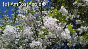 [P01] Craiova - de sărbătoarea Floriilor » foto by doina_c24
 - 
<span class="allrVoted glyphicon glyphicon-heart hidden" id="av1306183"></span>
<a class="m-l-10 hidden" id="sv1306183" onclick="voting_Foto_DelVot(,1306183,25067)" role="button">șterge vot <span class="glyphicon glyphicon-remove"></span></a>
<a id="v91306183" class=" c-red"  onclick="voting_Foto_SetVot(1306183)" role="button"><span class="glyphicon glyphicon-heart-empty"></span> <b>LIKE</b> = Votează poza</a> <img class="hidden"  id="f1306183W9" src="/imagini/loader.gif" border="0" /><span class="AjErrMes hidden" id="e1306183ErM"></span>