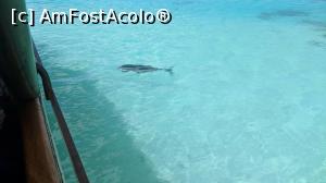 [P11] Giant Trevally » foto by ascarlat
 - 
<span class="allrVoted glyphicon glyphicon-heart hidden" id="av1074092"></span>
<a class="m-l-10 hidden" id="sv1074092" onclick="voting_Foto_DelVot(,1074092,25189)" role="button">șterge vot <span class="glyphicon glyphicon-remove"></span></a>
<a id="v91074092" class=" c-red"  onclick="voting_Foto_SetVot(1074092)" role="button"><span class="glyphicon glyphicon-heart-empty"></span> <b>LIKE</b> = Votează poza</a> <img class="hidden"  id="f1074092W9" src="/imagini/loader.gif" border="0" /><span class="AjErrMes hidden" id="e1074092ErM"></span>
