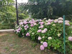 [P30] Gardul de la intrare acoperit de hortensii.  » foto by Aurici
 - 
<span class="allrVoted glyphicon glyphicon-heart hidden" id="av1084031"></span>
<a class="m-l-10 hidden" id="sv1084031" onclick="voting_Foto_DelVot(,1084031,25342)" role="button">șterge vot <span class="glyphicon glyphicon-remove"></span></a>
<a id="v91084031" class=" c-red"  onclick="voting_Foto_SetVot(1084031)" role="button"><span class="glyphicon glyphicon-heart-empty"></span> <b>LIKE</b> = Votează poza</a> <img class="hidden"  id="f1084031W9" src="/imagini/loader.gif" border="0" /><span class="AjErrMes hidden" id="e1084031ErM"></span>