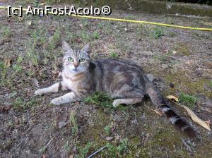 [P38] Și un alt locatar al casei.  » foto by Aurici
 - 
<span class="allrVoted glyphicon glyphicon-heart hidden" id="av1084039"></span>
<a class="m-l-10 hidden" id="sv1084039" onclick="voting_Foto_DelVot(,1084039,25342)" role="button">șterge vot <span class="glyphicon glyphicon-remove"></span></a>
<a id="v91084039" class=" c-red"  onclick="voting_Foto_SetVot(1084039)" role="button"><span class="glyphicon glyphicon-heart-empty"></span> <b>LIKE</b> = Votează poza</a> <img class="hidden"  id="f1084039W9" src="/imagini/loader.gif" border="0" /><span class="AjErrMes hidden" id="e1084039ErM"></span>
