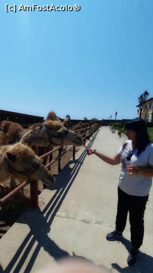 [P01] Camel Park, &icirc;ntrare 20 lev pers, 15 leva călărit cămilă. » foto by animaluta25
 - 
<span class="allrVoted glyphicon glyphicon-heart hidden" id="av1173226"></span>
<a class="m-l-10 hidden" id="sv1173226" onclick="voting_Foto_DelVot(,1173226,25393)" role="button">șterge vot <span class="glyphicon glyphicon-remove"></span></a>
<a id="v91173226" class=" c-red"  onclick="voting_Foto_SetVot(1173226)" role="button"><span class="glyphicon glyphicon-heart-empty"></span> <b>LIKE</b> = Votează poza</a> <img class="hidden"  id="f1173226W9" src="/imagini/loader.gif" border="0" /><span class="AjErrMes hidden" id="e1173226ErM"></span>