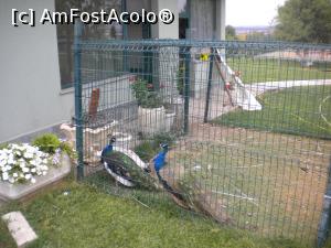 [P39] fazanii » foto by ceasornicarul
 - 
<span class="allrVoted glyphicon glyphicon-heart hidden" id="av1100214"></span>
<a class="m-l-10 hidden" id="sv1100214" onclick="voting_Foto_DelVot(,1100214,25594)" role="button">șterge vot <span class="glyphicon glyphicon-remove"></span></a>
<a id="v91100214" class=" c-red"  onclick="voting_Foto_SetVot(1100214)" role="button"><span class="glyphicon glyphicon-heart-empty"></span> <b>LIKE</b> = Votează poza</a> <img class="hidden"  id="f1100214W9" src="/imagini/loader.gif" border="0" /><span class="AjErrMes hidden" id="e1100214ErM"></span>