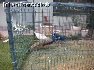 [P40]  -- <small>// FĂRĂ DESCRIERE</small> » foto by ceasornicarul
 - 
<span class="allrVoted glyphicon glyphicon-heart hidden" id="av1100215"></span>
<a class="m-l-10 hidden" id="sv1100215" onclick="voting_Foto_DelVot(,1100215,25594)" role="button">șterge vot <span class="glyphicon glyphicon-remove"></span></a>
<a id="v91100215" class=" c-red"  onclick="voting_Foto_SetVot(1100215)" role="button"><span class="glyphicon glyphicon-heart-empty"></span> <b>LIKE</b> = Votează poza</a> <img class="hidden"  id="f1100215W9" src="/imagini/loader.gif" border="0" /><span class="AjErrMes hidden" id="e1100215ErM"></span>