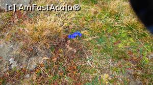 [P06] Încă mai sunt floricele...  » foto by Dragoș_MD
 - 
<span class="allrVoted glyphicon glyphicon-heart hidden" id="av1118148"></span>
<a class="m-l-10 hidden" id="sv1118148" onclick="voting_Foto_DelVot(,1118148,25822)" role="button">șterge vot <span class="glyphicon glyphicon-remove"></span></a>
<a id="v91118148" class=" c-red"  onclick="voting_Foto_SetVot(1118148)" role="button"><span class="glyphicon glyphicon-heart-empty"></span> <b>LIKE</b> = Votează poza</a> <img class="hidden"  id="f1118148W9" src="/imagini/loader.gif" border="0" /><span class="AjErrMes hidden" id="e1118148ErM"></span>