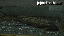 [P54] Nisetrul-specie de sturion » foto by cristi82d
 - 
<span class="allrVoted glyphicon glyphicon-heart hidden" id="av143611"></span>
<a class="m-l-10 hidden" id="sv143611" onclick="voting_Foto_DelVot(,143611,25897)" role="button">șterge vot <span class="glyphicon glyphicon-remove"></span></a>
<a id="v9143611" class=" c-red"  onclick="voting_Foto_SetVot(143611)" role="button"><span class="glyphicon glyphicon-heart-empty"></span> <b>LIKE</b> = Votează poza</a> <img class="hidden"  id="f143611W9" src="/imagini/loader.gif" border="0" /><span class="AjErrMes hidden" id="e143611ErM"></span>