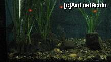[P90] unul dintre acvariile muzeului » foto by cristi82d
 - 
<span class="allrVoted glyphicon glyphicon-heart hidden" id="av143654"></span>
<a class="m-l-10 hidden" id="sv143654" onclick="voting_Foto_DelVot(,143654,25897)" role="button">șterge vot <span class="glyphicon glyphicon-remove"></span></a>
<a id="v9143654" class=" c-red"  onclick="voting_Foto_SetVot(143654)" role="button"><span class="glyphicon glyphicon-heart-empty"></span> <b>LIKE</b> = Votează poza</a> <img class="hidden"  id="f143654W9" src="/imagini/loader.gif" border="0" /><span class="AjErrMes hidden" id="e143654ErM"></span>