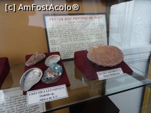 [P10] Specii de scoici - Muzeul Apelor „Mihai Băcescu”.  » foto by tata123 🔱
 - 
<span class="allrVoted glyphicon glyphicon-heart hidden" id="av1124812"></span>
<a class="m-l-10 hidden" id="sv1124812" onclick="voting_Foto_DelVot(,1124812,25897)" role="button">șterge vot <span class="glyphicon glyphicon-remove"></span></a>
<a id="v91124812" class=" c-red"  onclick="voting_Foto_SetVot(1124812)" role="button"><span class="glyphicon glyphicon-heart-empty"></span> <b>LIKE</b> = Votează poza</a> <img class="hidden"  id="f1124812W9" src="/imagini/loader.gif" border="0" /><span class="AjErrMes hidden" id="e1124812ErM"></span>