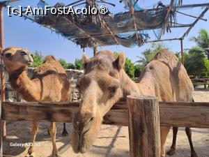 [P35] Fanar Hotel & Residences - cămile blânde la Hawana Aquapark » foto by nicole33
 - 
<span class="allrVoted glyphicon glyphicon-heart hidden" id="av1470883"></span>
<a class="m-l-10 hidden" id="sv1470883" onclick="voting_Foto_DelVot(,1470883,25939)" role="button">șterge vot <span class="glyphicon glyphicon-remove"></span></a>
<a id="v91470883" class=" c-red"  onclick="voting_Foto_SetVot(1470883)" role="button"><span class="glyphicon glyphicon-heart-empty"></span> <b>LIKE</b> = Votează poza</a> <img class="hidden"  id="f1470883W9" src="/imagini/loader.gif" border="0" /><span class="AjErrMes hidden" id="e1470883ErM"></span>