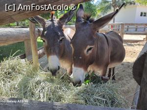 [P36] Fanar Hotel & Residences - miniZoo la Hawana Aquapark » foto by nicole33
 - 
<span class="allrVoted glyphicon glyphicon-heart hidden" id="av1470884"></span>
<a class="m-l-10 hidden" id="sv1470884" onclick="voting_Foto_DelVot(,1470884,25939)" role="button">șterge vot <span class="glyphicon glyphicon-remove"></span></a>
<a id="v91470884" class=" c-red"  onclick="voting_Foto_SetVot(1470884)" role="button"><span class="glyphicon glyphicon-heart-empty"></span> <b>LIKE</b> = Votează poza</a> <img class="hidden"  id="f1470884W9" src="/imagini/loader.gif" border="0" /><span class="AjErrMes hidden" id="e1470884ErM"></span>