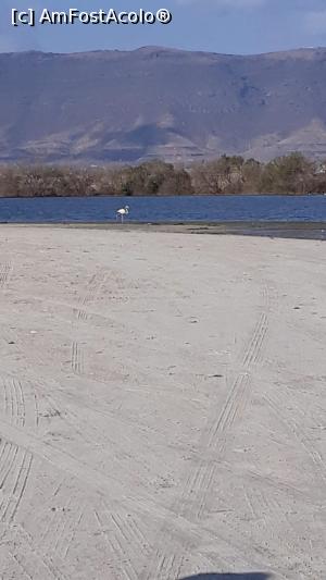 [P40] Flamingo nu prea roz. Aproape de plaja hotelului Rotana este un lac.  » foto by nela b
 - 
<span class="allrVoted glyphicon glyphicon-heart hidden" id="av1128635"></span>
<a class="m-l-10 hidden" id="sv1128635" onclick="voting_Foto_DelVot(,1128635,25939)" role="button">șterge vot <span class="glyphicon glyphicon-remove"></span></a>
<a id="v91128635" class=" c-red"  onclick="voting_Foto_SetVot(1128635)" role="button"><span class="glyphicon glyphicon-heart-empty"></span> <b>LIKE</b> = Votează poza</a> <img class="hidden"  id="f1128635W9" src="/imagini/loader.gif" border="0" /><span class="AjErrMes hidden" id="e1128635ErM"></span>