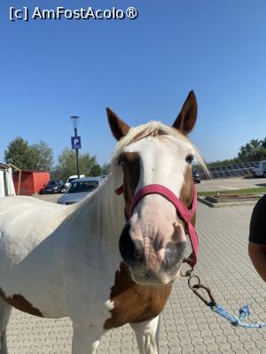 [P20] Taverna Stejarul din Oveselu. Un ponei prietenos!  » foto by Floria
 - 
<span class="allrVoted glyphicon glyphicon-heart hidden" id="av1497643"></span>
<a class="m-l-10 hidden" id="sv1497643" onclick="voting_Foto_DelVot(,1497643,26016)" role="button">șterge vot <span class="glyphicon glyphicon-remove"></span></a>
<a id="v91497643" class=" c-red"  onclick="voting_Foto_SetVot(1497643)" role="button"><span class="glyphicon glyphicon-heart-empty"></span> <b>LIKE</b> = Votează poza</a> <img class="hidden"  id="f1497643W9" src="/imagini/loader.gif" border="0" /><span class="AjErrMes hidden" id="e1497643ErM"></span>