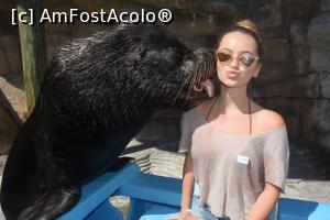 [P19] și leii de mare sunt iubăreți » foto by robert
 - 
<span class="allrVoted glyphicon glyphicon-heart hidden" id="av1154446"></span>
<a class="m-l-10 hidden" id="sv1154446" onclick="voting_Foto_DelVot(,1154446,26249)" role="button">șterge vot <span class="glyphicon glyphicon-remove"></span></a>
<a id="v91154446" class=" c-red"  onclick="voting_Foto_SetVot(1154446)" role="button"><span class="glyphicon glyphicon-heart-empty"></span> <b>LIKE</b> = Votează poza</a> <img class="hidden"  id="f1154446W9" src="/imagini/loader.gif" border="0" /><span class="AjErrMes hidden" id="e1154446ErM"></span>