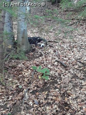 [P19] Prieten patruped in drum spre refugiul Sparlea » foto by nightwish
 - 
<span class="allrVoted glyphicon glyphicon-heart hidden" id="av1154673"></span>
<a class="m-l-10 hidden" id="sv1154673" onclick="voting_Foto_DelVot(,1154673,26250)" role="button">șterge vot <span class="glyphicon glyphicon-remove"></span></a>
<a id="v91154673" class=" c-red"  onclick="voting_Foto_SetVot(1154673)" role="button"><span class="glyphicon glyphicon-heart-empty"></span> <b>LIKE</b> = Votează poza</a> <img class="hidden"  id="f1154673W9" src="/imagini/loader.gif" border="0" /><span class="AjErrMes hidden" id="e1154673ErM"></span>