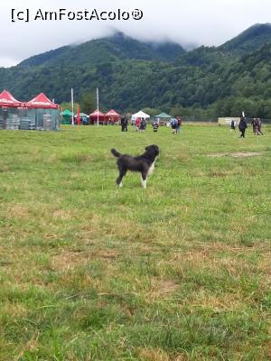 [P04] Prieten patruped in zona de festival » foto by nightwish
 - 
<span class="allrVoted glyphicon glyphicon-heart hidden" id="av1154658"></span>
<a class="m-l-10 hidden" id="sv1154658" onclick="voting_Foto_DelVot(,1154658,26250)" role="button">șterge vot <span class="glyphicon glyphicon-remove"></span></a>
<a id="v91154658" class=" c-red"  onclick="voting_Foto_SetVot(1154658)" role="button"><span class="glyphicon glyphicon-heart-empty"></span> <b>LIKE</b> = Votează poza</a> <img class="hidden"  id="f1154658W9" src="/imagini/loader.gif" border="0" /><span class="AjErrMes hidden" id="e1154658ErM"></span>