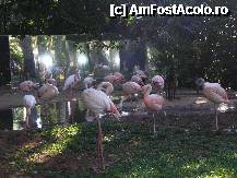 [P15] flamingo mai multe pt ca au oglinda in spate » foto by grecudoina
 - 
<span class="allrVoted glyphicon glyphicon-heart hidden" id="av292633"></span>
<a class="m-l-10 hidden" id="sv292633" onclick="voting_Foto_DelVot(,292633,26278)" role="button">șterge vot <span class="glyphicon glyphicon-remove"></span></a>
<a id="v9292633" class=" c-red"  onclick="voting_Foto_SetVot(292633)" role="button"><span class="glyphicon glyphicon-heart-empty"></span> <b>LIKE</b> = Votează poza</a> <img class="hidden"  id="f292633W9" src="/imagini/loader.gif" border="0" /><span class="AjErrMes hidden" id="e292633ErM"></span>