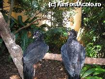 [P18] nu mai stiu cum le cheama,dar seamana cu niste curci » foto by grecudoina
 - 
<span class="allrVoted glyphicon glyphicon-heart hidden" id="av292643"></span>
<a class="m-l-10 hidden" id="sv292643" onclick="voting_Foto_DelVot(,292643,26278)" role="button">șterge vot <span class="glyphicon glyphicon-remove"></span></a>
<a id="v9292643" class=" c-red"  onclick="voting_Foto_SetVot(292643)" role="button"><span class="glyphicon glyphicon-heart-empty"></span> <b>LIKE</b> = Votează poza</a> <img class="hidden"  id="f292643W9" src="/imagini/loader.gif" border="0" /><span class="AjErrMes hidden" id="e292643ErM"></span>