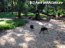 [P22] acestea cred ca chiar sunt curci » foto by grecudoina
 - 
<span class="allrVoted glyphicon glyphicon-heart hidden" id="av292656"></span>
<a class="m-l-10 hidden" id="sv292656" onclick="voting_Foto_DelVot(,292656,26278)" role="button">șterge vot <span class="glyphicon glyphicon-remove"></span></a>
<a id="v9292656" class=" c-red"  onclick="voting_Foto_SetVot(292656)" role="button"><span class="glyphicon glyphicon-heart-empty"></span> <b>LIKE</b> = Votează poza</a> <img class="hidden"  id="f292656W9" src="/imagini/loader.gif" border="0" /><span class="AjErrMes hidden" id="e292656ErM"></span>