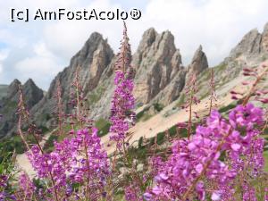 [P42] Val Gardena - Dantercepies » foto by doina_c24
 - 
<span class="allrVoted glyphicon glyphicon-heart hidden" id="av1158624"></span>
<a class="m-l-10 hidden" id="sv1158624" onclick="voting_Foto_DelVot(,1158624,26281)" role="button">șterge vot <span class="glyphicon glyphicon-remove"></span></a>
<a id="v91158624" class=" c-red"  onclick="voting_Foto_SetVot(1158624)" role="button"><span class="glyphicon glyphicon-heart-empty"></span> <b>LIKE</b> = Votează poza</a> <img class="hidden"  id="f1158624W9" src="/imagini/loader.gif" border="0" /><span class="AjErrMes hidden" id="e1158624ErM"></span>