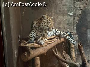 [P40] Grădina Zoologică din Salzburg » foto by adso
 - 
<span class="allrVoted glyphicon glyphicon-heart hidden" id="av1518941"></span>
<a class="m-l-10 hidden" id="sv1518941" onclick="voting_Foto_DelVot(,1518941,26283)" role="button">șterge vot <span class="glyphicon glyphicon-remove"></span></a>
<a id="v91518941" class=" c-red"  onclick="voting_Foto_SetVot(1518941)" role="button"><span class="glyphicon glyphicon-heart-empty"></span> <b>LIKE</b> = Votează poza</a> <img class="hidden"  id="f1518941W9" src="/imagini/loader.gif" border="0" /><span class="AjErrMes hidden" id="e1518941ErM"></span>