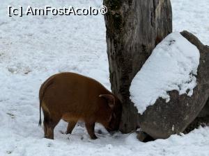 [P47] Grădina Zoologică din Salzburg » foto by adso
 - 
<span class="allrVoted glyphicon glyphicon-heart hidden" id="av1518948"></span>
<a class="m-l-10 hidden" id="sv1518948" onclick="voting_Foto_DelVot(,1518948,26283)" role="button">șterge vot <span class="glyphicon glyphicon-remove"></span></a>
<a id="v91518948" class=" c-red"  onclick="voting_Foto_SetVot(1518948)" role="button"><span class="glyphicon glyphicon-heart-empty"></span> <b>LIKE</b> = Votează poza</a> <img class="hidden"  id="f1518948W9" src="/imagini/loader.gif" border="0" /><span class="AjErrMes hidden" id="e1518948ErM"></span>